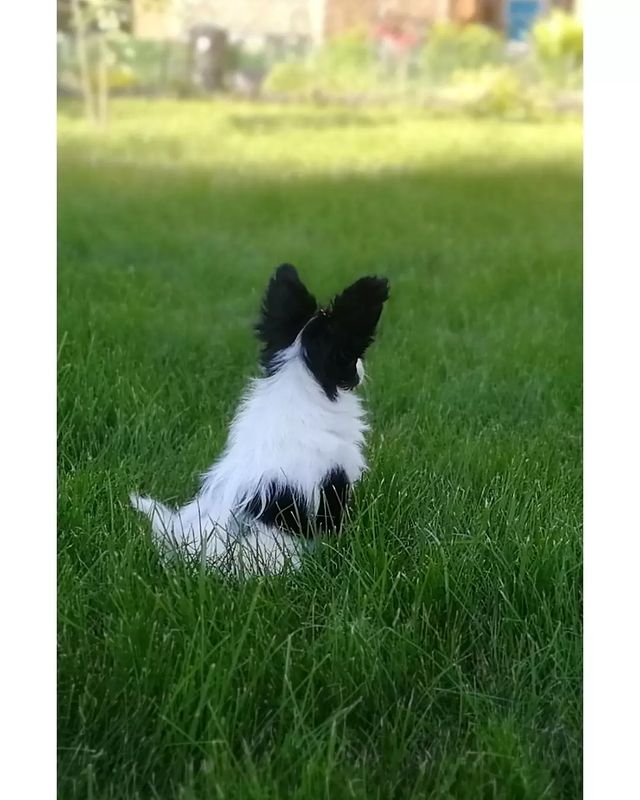 kennel_zvezda_moya в LOOKY. #щенки,#щенкипапийона,#собакабабочка,#пометЭ,#хочусобаку,#папийонвкаждыйдом. ПАНДА (Звезда Моя ЭМ...