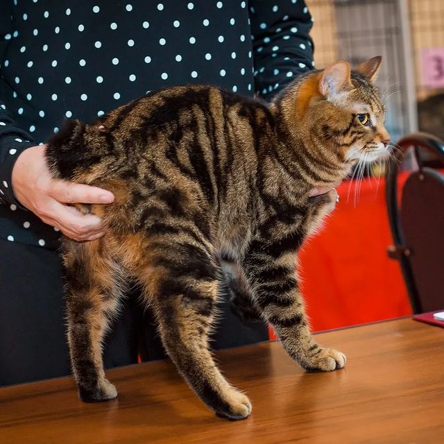 gardemarincat в LOOKY. #icucats,#worldshow,#icu,#kurilianbobtail,#kurilian_bobtail,#kbs,#курильскийбобтейлмосква,#курильский_бобтейл,#gardemarincat. Gardemarin Figaro Zd...