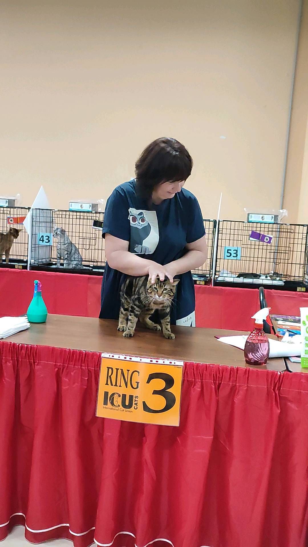 gardemarincat в LOOKY. #gardemarincat,#icucats,#worldshow,#icu,#kurilianbobtail,#kbs. Gardemarin Figaro Zd...