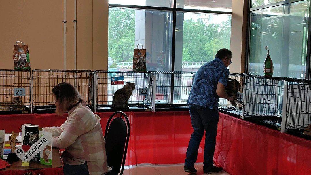 gardemarincat в LOOKY. #icucats,#icu,#gardemarincatsclub,#kurilianbobtail,#goldencats,#kurilian_bobtail,#catstagram,#worldshow. Kurkuma Borovik (Dem...