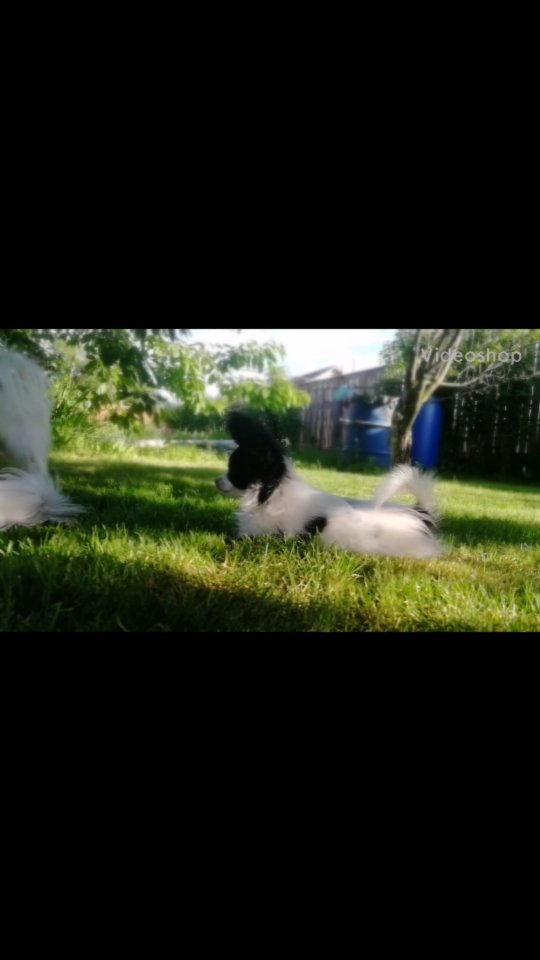 kennel_zvezda_moya в LOOKY. . ПАНДА.
Свободна!!!!!