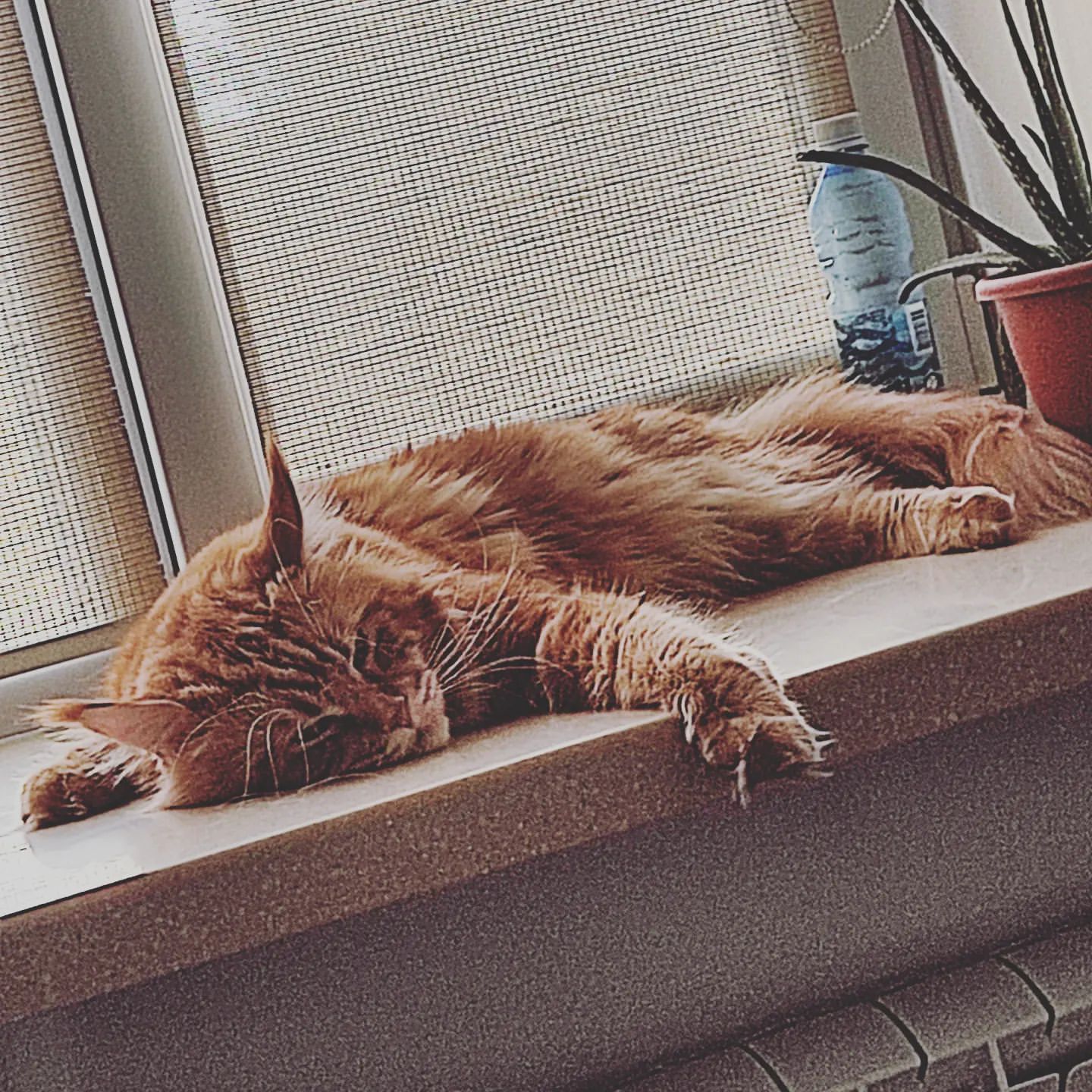 natalya_alekseevnad в LOOKY. . Релакс🤫#Лева#рыжийк...