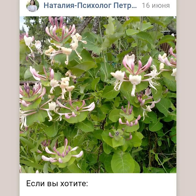 psypetrovanatalia в LOOKY. . Если вы хотите: 

-С...