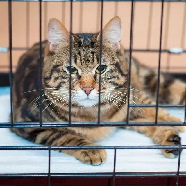 gardemarincat в LOOKY. #gardemarincat,#icucats,#icu,#worldshow,#kurilian_bobtail. Gardemarin Figaro Zd...