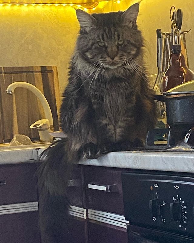 gavrdusha в LOOKY. #mainecoon_banda,#мейнкун,#мейнкуны,#мейн_кун,#мейнкунырулят,#мейн,#мейнкунроссия,#мэйнкун,#мэйнкуны,#мэйнкуныонитакие,#мейнкунысамыебольшиекошкивмире,#mainecoon_banda,#мэйнкунфото,#мейнкункотята,#гаврдуша,#мейнкунпродажакотят,#мейнкунспб. Здарова друганы ✊✊✊з...