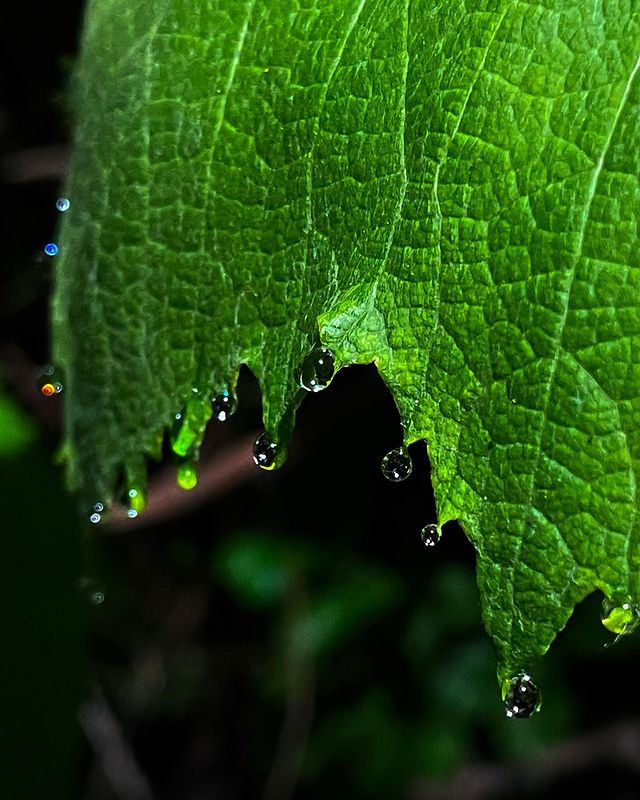 andrej_fox21 в LOOKY. . Вечер после дождя 🌧