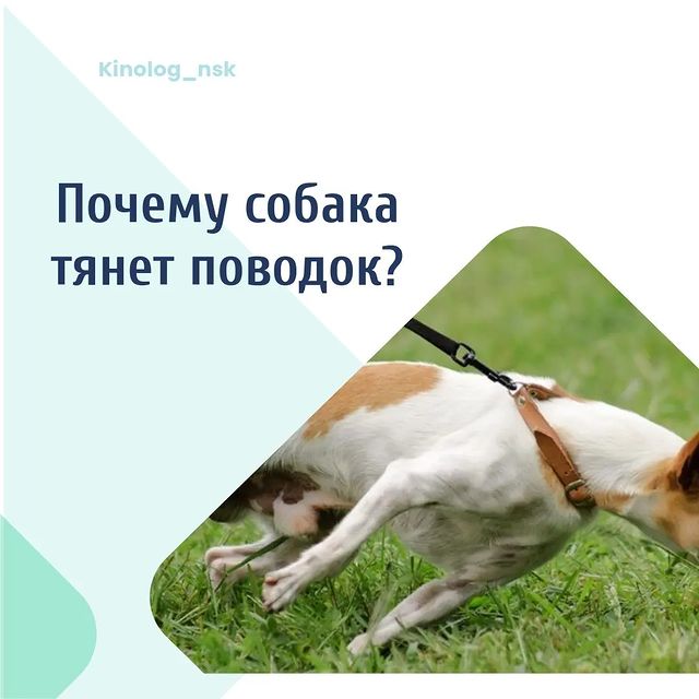 kinolog_nsk в LOOKY. #дрессировкасобак,#будни_кинолога,#про_собак,#воспитание_щенков. (Продолжаем  тему по...