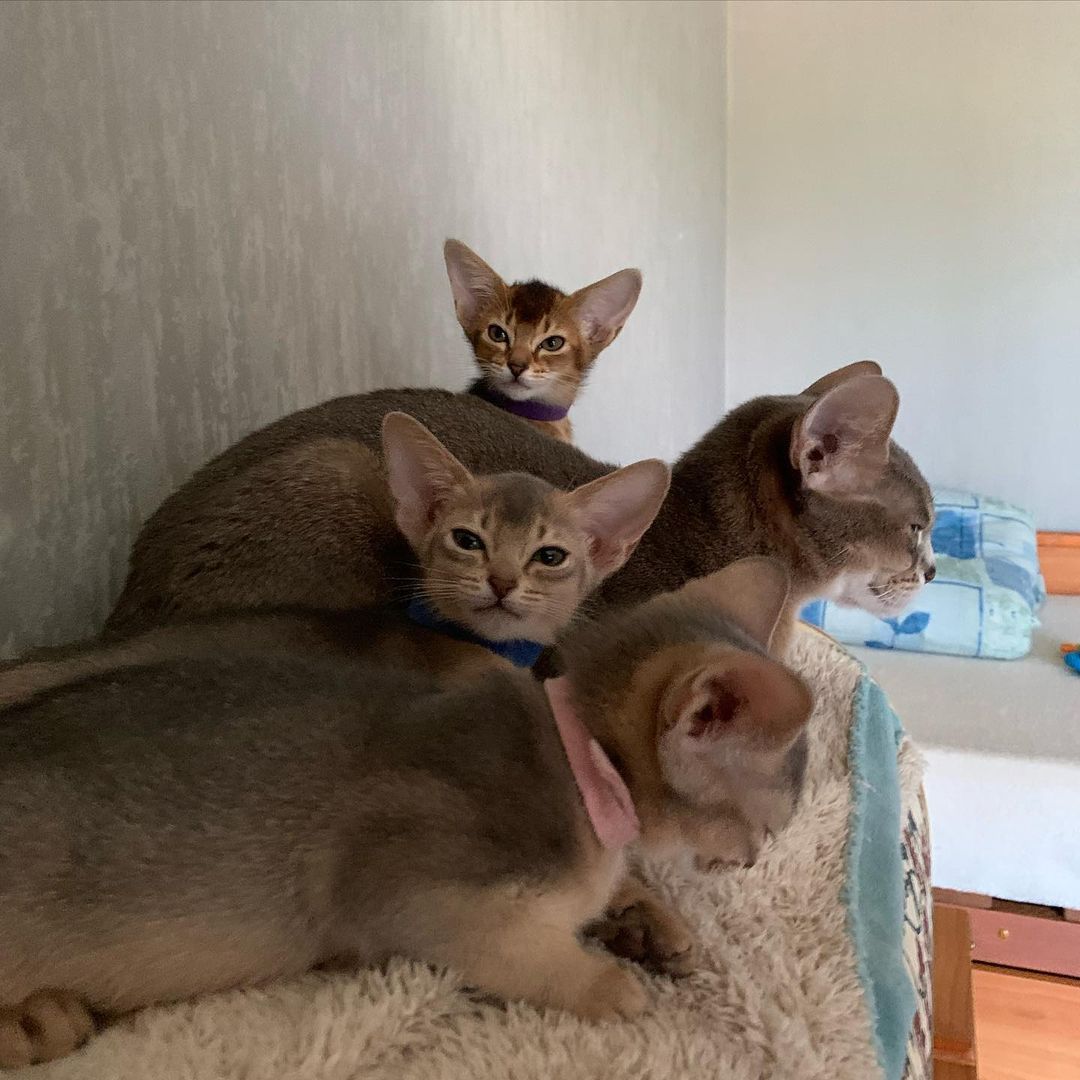 leo_minor_aby_cattery_cfa в LOOKY — фото 2