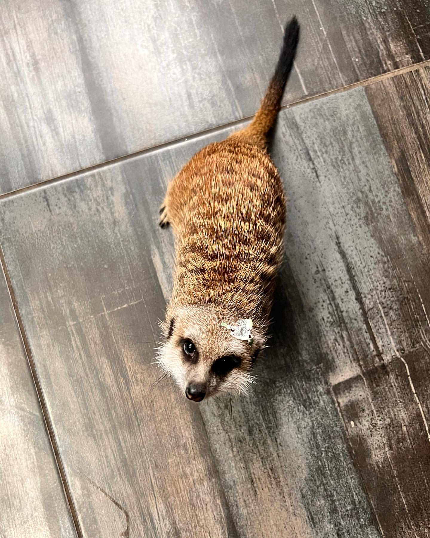 volodko_singer in LOOKY. #сурикаты,#сурикатдомашний,#сурикатырулят,#suricato,#suricata,#suricate. Моя карамелька❤️❤️❤️...