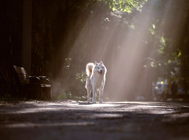 husky_easy в LOOKY. #husky,#siberianhusky,#huskyphotography,#huskygram,#huskylove,#huskylovers,#huskylovingclub,#huskylife,#allthingshusky,#instahusky,#huskyofinstagram,#huskypics,#huskiesreq,#huskiesofinstagram,#huskyrussia,#dogsofinstagram,#igcutest_animals,#ilovehusky,#justhuskies,#bestwoof,#dog_features,#dogs_of_world,#dogphotography,#excellent_dogs,#хаски,#хаскифото,#хаскивмоскве. Самый любимый
#husky...