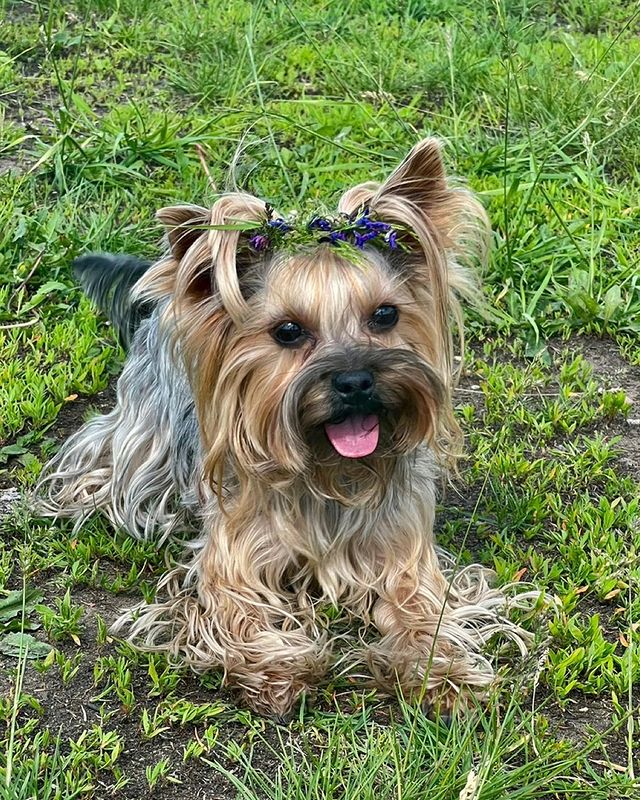tatiana7.kuznetcova в LOOKY. #моня,#наотдыхе,#лето,#ловимтеплыеденьки. Моника 🐩🐾🍀🌸 #мон...