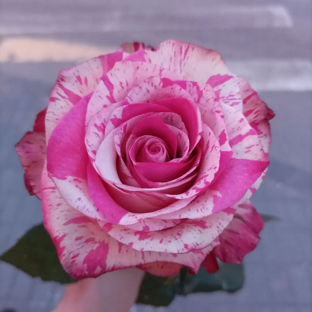 20.black_cherry в LOOKY — публикация
