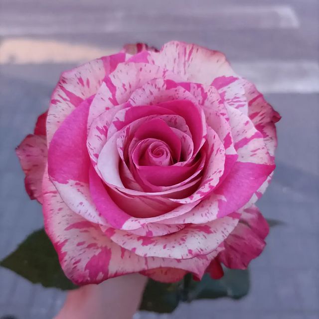 20.black_cherry в LOOKY. . null