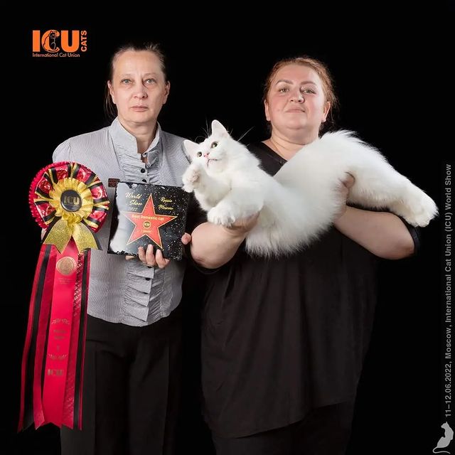 gardemarincat в LOOKY. #worldshow,#whitecat,#icucats,#nick_vezunchik,#icu,#catshow. Домус Nick Vezunchik...