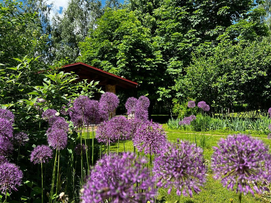 staroverova.proland в LOOKY — Мои любимые Луки цветут💜
Если правильно подобрать сорта, то