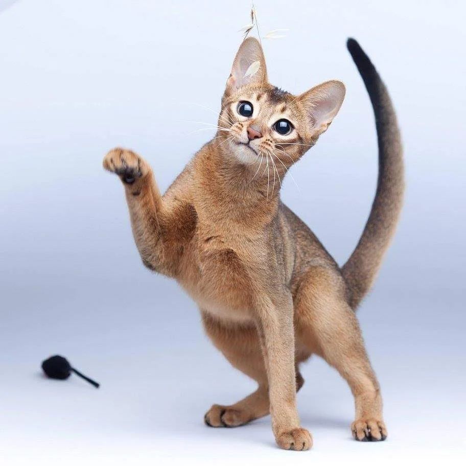abyssinyancats в LOOKY — фото 2