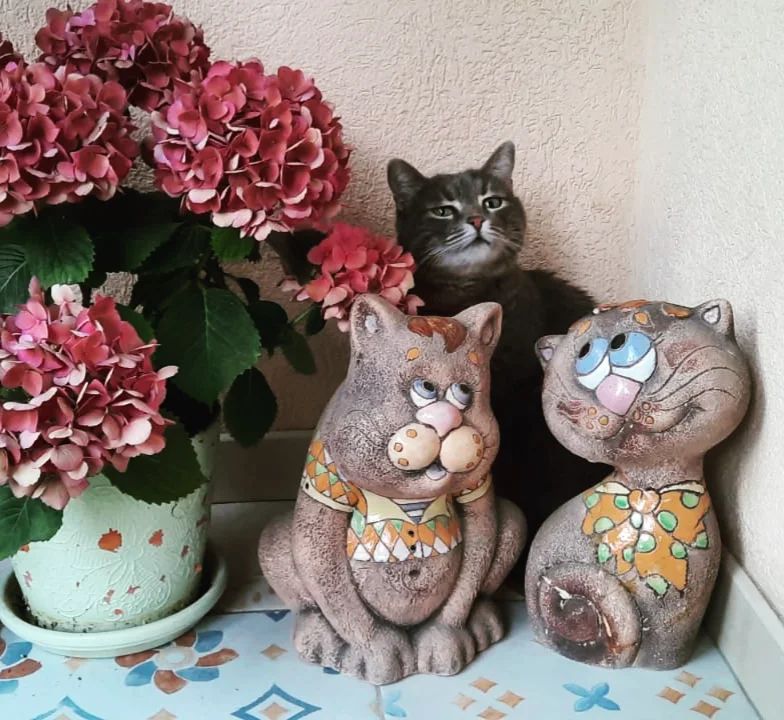 larsa.mir в LOOKY — Кототроица. 
Жизнь хороша! 😻😻😻