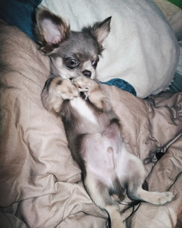 miroviktoriya в LOOKY. #4,#месяца. #4#месяца#🐶😘