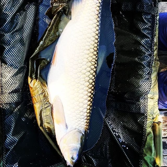 dream_fishing_kot_kitty в LOOKY. #рыба,#рыбалка,#рыбацкое,#рыбацкийклуб,#рыбалкамечты,#карпфишинг,#карповоепитание,#амур,#флетфидер,#флетметод,#carphotography,#carpfishing,#carpgirls,#carp,#carphunter,#carpbaits,#carplife,#carprig,#fishingtrip,#ffem,#fishberry,#ffembaits,#fishing,#fish,#fishinglures,#fishinglifestyle,#fishingtime,#fisher,#fishinglife. Одна из самых красив...