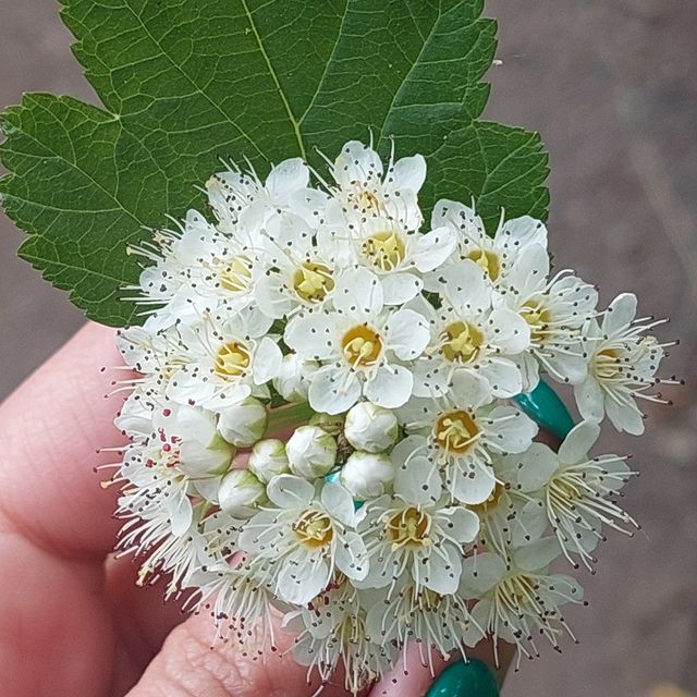 kate_mobile7 в LOOKY. . ✨️🤗