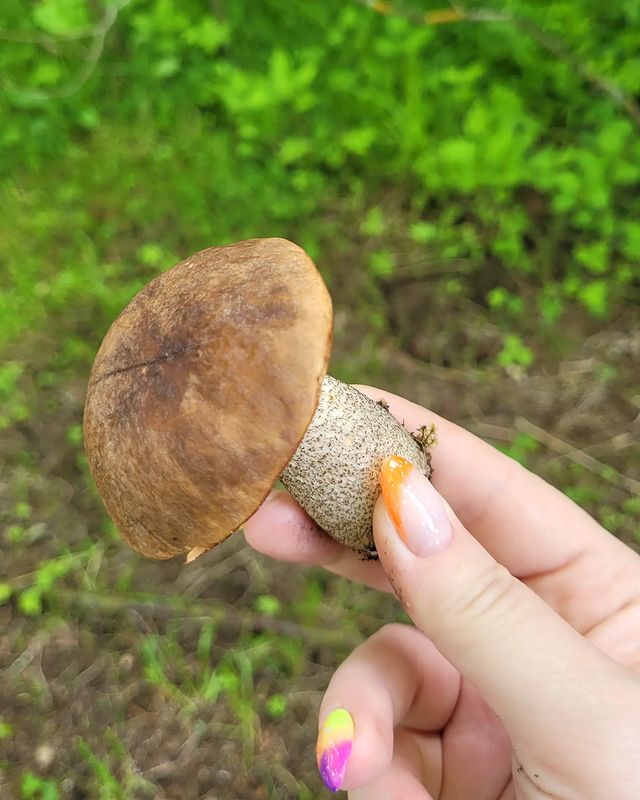 tatyanka_vasileva в LOOKY. . Первый грибуля в это...
