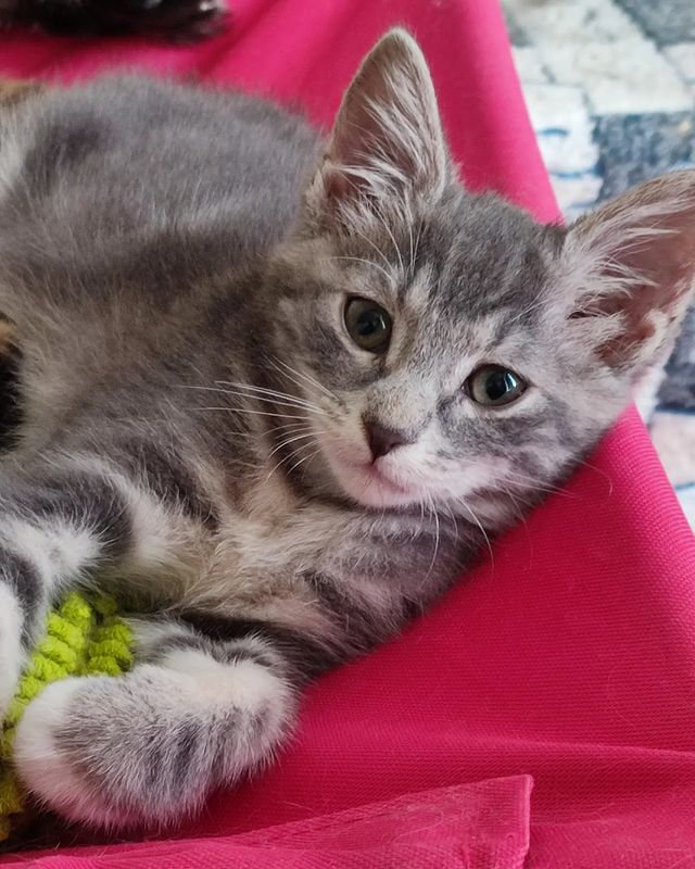gardemarincat в LOOKY. #gardemarincat,#gardemarincatsclub,#icucats,#kurilian_bobtail,#kittenlovers,#kbs,#bluecat,#kurilbobtail. Gardemarin Zarnitsa ...