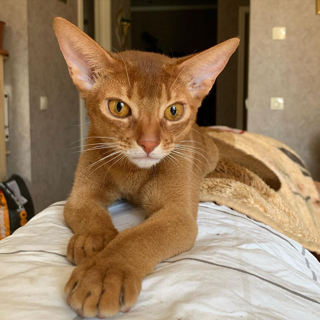 leo_minor_aby_cattery_cfa в LOOKY — фото 2