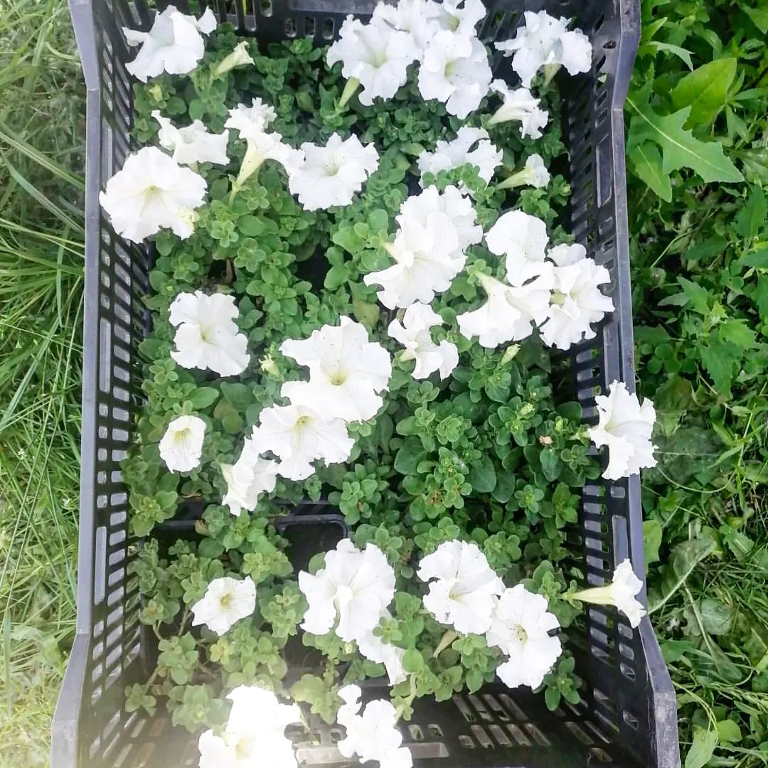 lh_des в LOOKY — фото 4