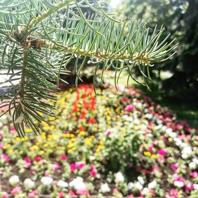 lh_des в LOOKY. #однолетники,#петуния,#сальвия,#клумба,#посадки,#ландшафтныйдизайн. Вспомнила про инстаг...