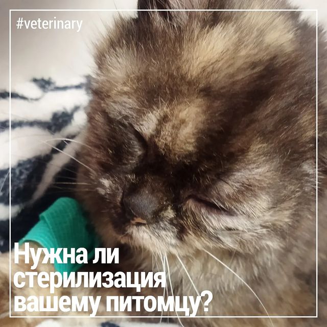 666anastasiya999 в LOOKY. #666anastasiya999vet,#veterinary,#кошкиминск,#veterinaryminsk,#dogandcat,#собакиминск,#родыживотных,#кесарево,#репродуктология,#родысобак,#паталогияродов. Нужно ли стерилизова...