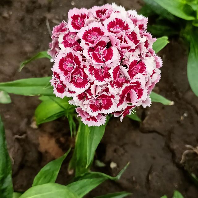 annamihalcenko64 в LOOKY. . Лето. Цветы. Яркие к...
