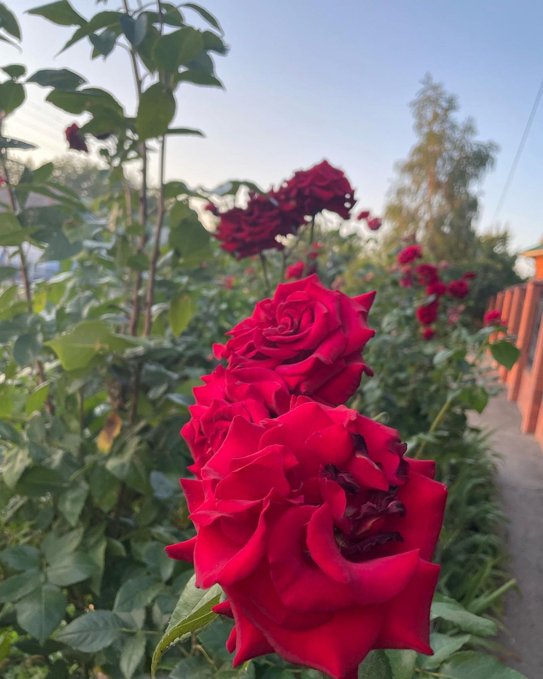 Кубань 🥰