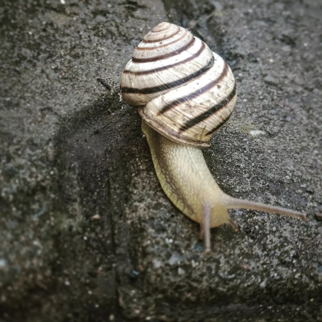 sneg_v_sibiri в LOOKY — публикация