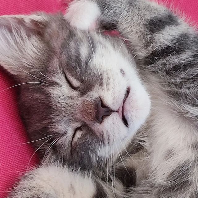 gardemarincat в LOOKY. #icucats,#kurilian_bobtail,#kurilliancat,#kurilislands,#kurilianbobtailkitten,#gardemarincat. 😁

#icucats #kurili...