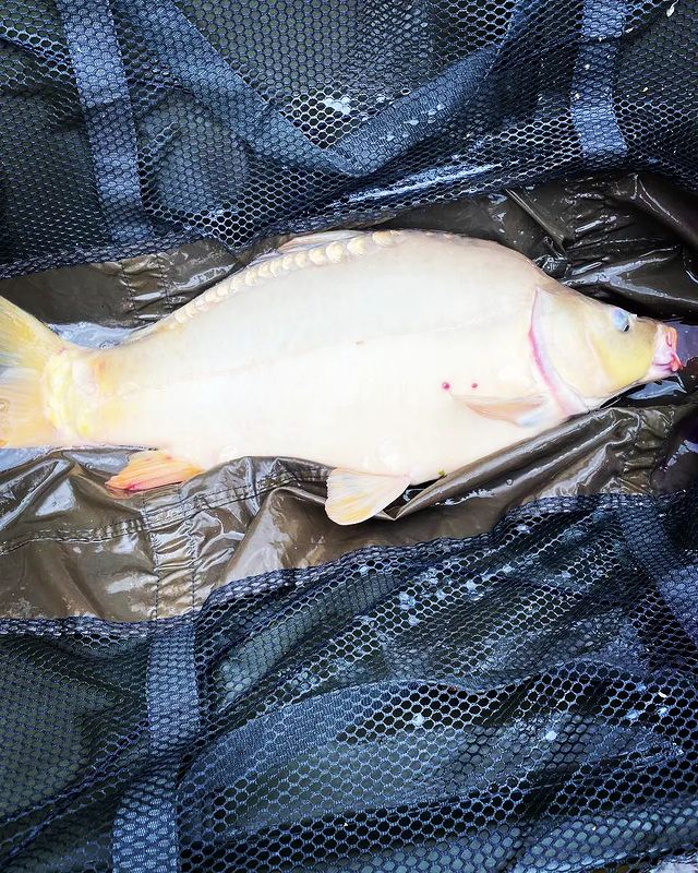 dream_fishing_kot_kitty в LOOKY. #рыбалка,#рыбацкое,#рыбацкийклуб,#рыбалкамечты,#карпфишинг,#карп,#природапрекрасна,#поймалотпусти,#флетфидер,#флетметод,#carphotography,#carpfishing,#carpgirls,#carp,#carphunter,#carprig,#carplife,#ffembaits,#fishberry,#ffem,#fishing,#fish,#fishinglures,#fishinglifestyle,#fishingtime,#fisher,#fishinglife. Красавиц 🐟🐷
#рыба ...