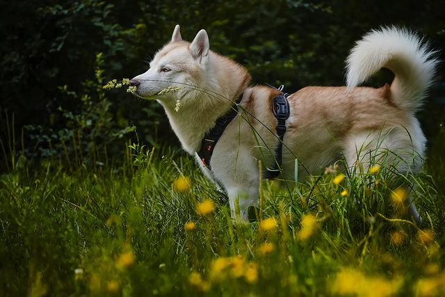 husky_easy в LOOKY. #husky,#siberianhusky,#huskyphotography,#huskygram,#huskylove,#huskylovers,#huskylovingclub,#huskylife,#allthingshusky,#instahusky,#huskyofinstagram,#huskypics,#huskiesreq,#huskiesofinstagram,#huskyrussia,#dogsofinstagram,#igcutest_animals,#ilovehusky,#justhuskies,#bestwoof,#dog_features,#dogs_of_world,#dogphotography,#excellent_dogs,#хаски,#хаскифото,#хаскивмоскве. #husky #siberianhusk...