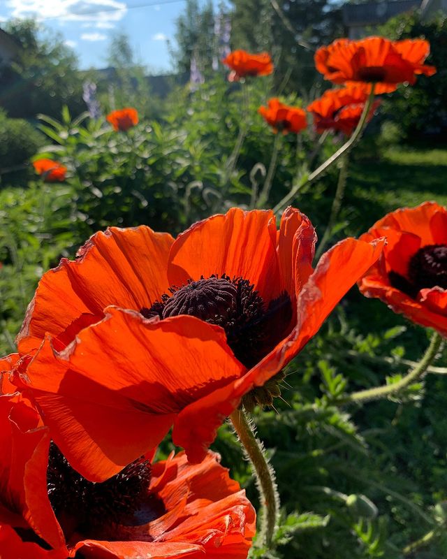 azarika4e в LOOKY. #red,#mack,#summer,#heat,#chilling,#village,#flowers,#estetica,#red,#green,#blue,#sun,#sky,#cloud. #red #mack #summer #...