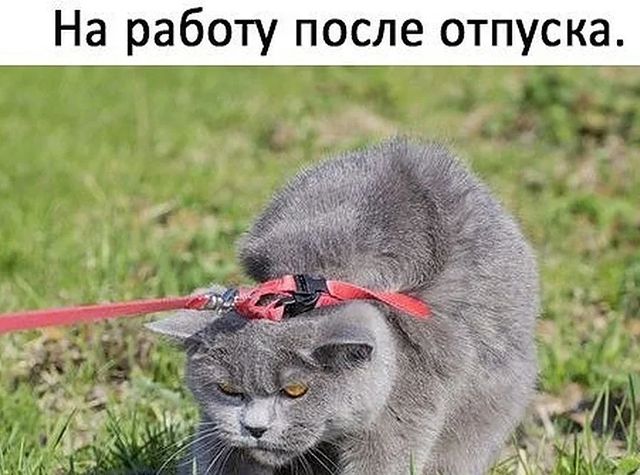 ksukhaliullina в LOOKY. . null