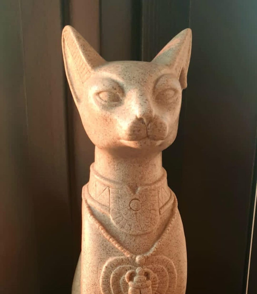 leo_minor_aby_cattery_cfa в LOOKY — фото 3