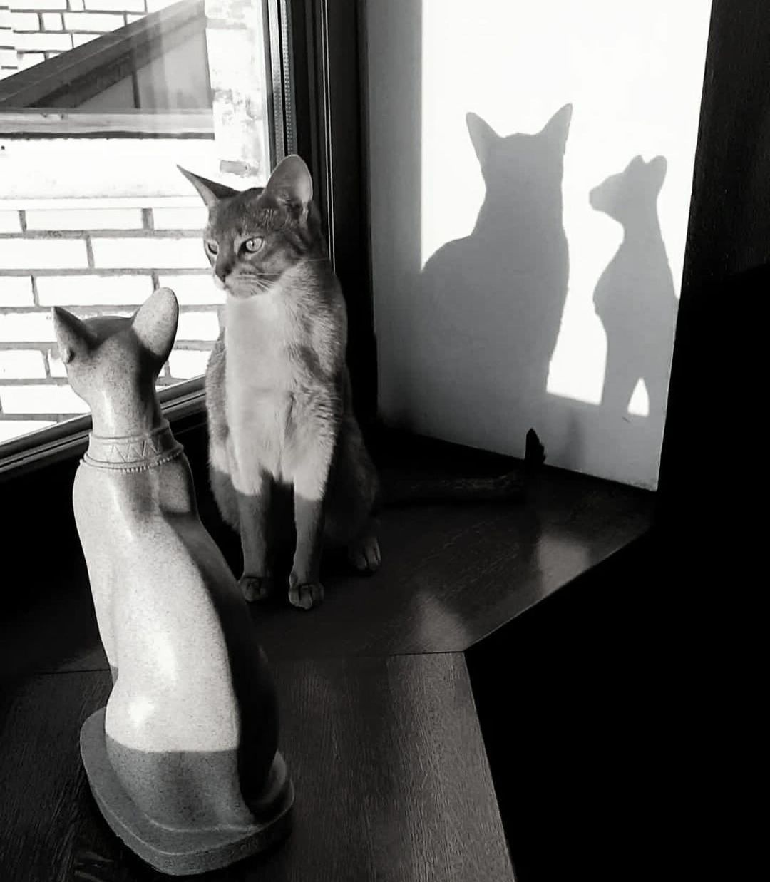 leo_minor_aby_cattery_cfa в LOOKY — фото 2