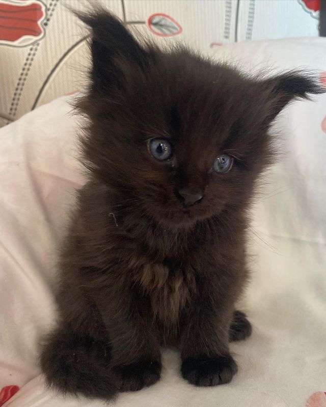 gavrdusha в LOOKY. #mainecoon_banda,#мейнкун,#мейнкуны,#мейн_кун,#мейнкунырулят,#мейн,#мейнкунроссия,#мэйнкун,#мэйнкуны,#мэйнкуныонитакие,#мейнкунысамыебольшиекошкивмире,#mainecoon_banda,#мэйнкунфото,#мейнкункотята,#гаврдуша,#мейнкунпродажакотят,#мейнкунспб. Привет 👋 друзья мои...