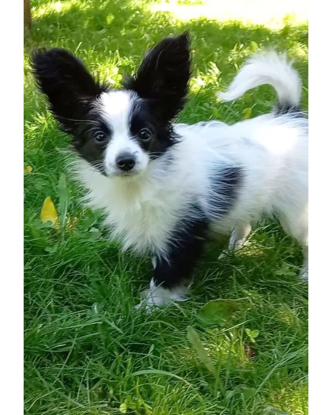 kennel_zvezda_moya в LOOKY — ПАНДА.
Девочка в ожидании наилучших ручек!!!!
Красивый щенок