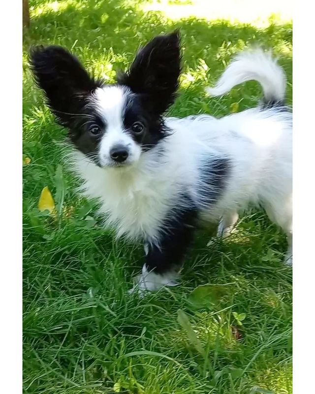 kennel_zvezda_moya в LOOKY. #щенки,#щенкипапийона,#собакабабочка,#купитьщенкапапийона,#хочусобаку,#хочумаленькуюсобаку,#люблюпапийонов,#папийонвкаждыйдом. ПАНДА.
Девочка в ожи...