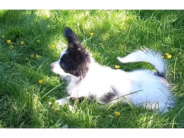 kennel_zvezda_moya в LOOKY. #щенки,#щенкипапийона,#собакабабочка,#купитьщенкапапийона,#хочусобаку,#хочумаленькуюсобаку,#люблюпапийонов,#папийонвкаждыйдом,#купитьщенка. ПАНДА.
Контактный, в...