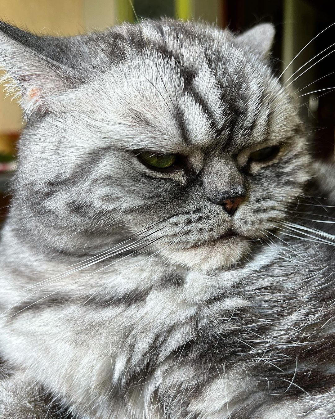 british_mars_cat в LOOKY — Утомлённый жарой 🫠🫠🫠 #кот #котик #котики #котикитакиекоти