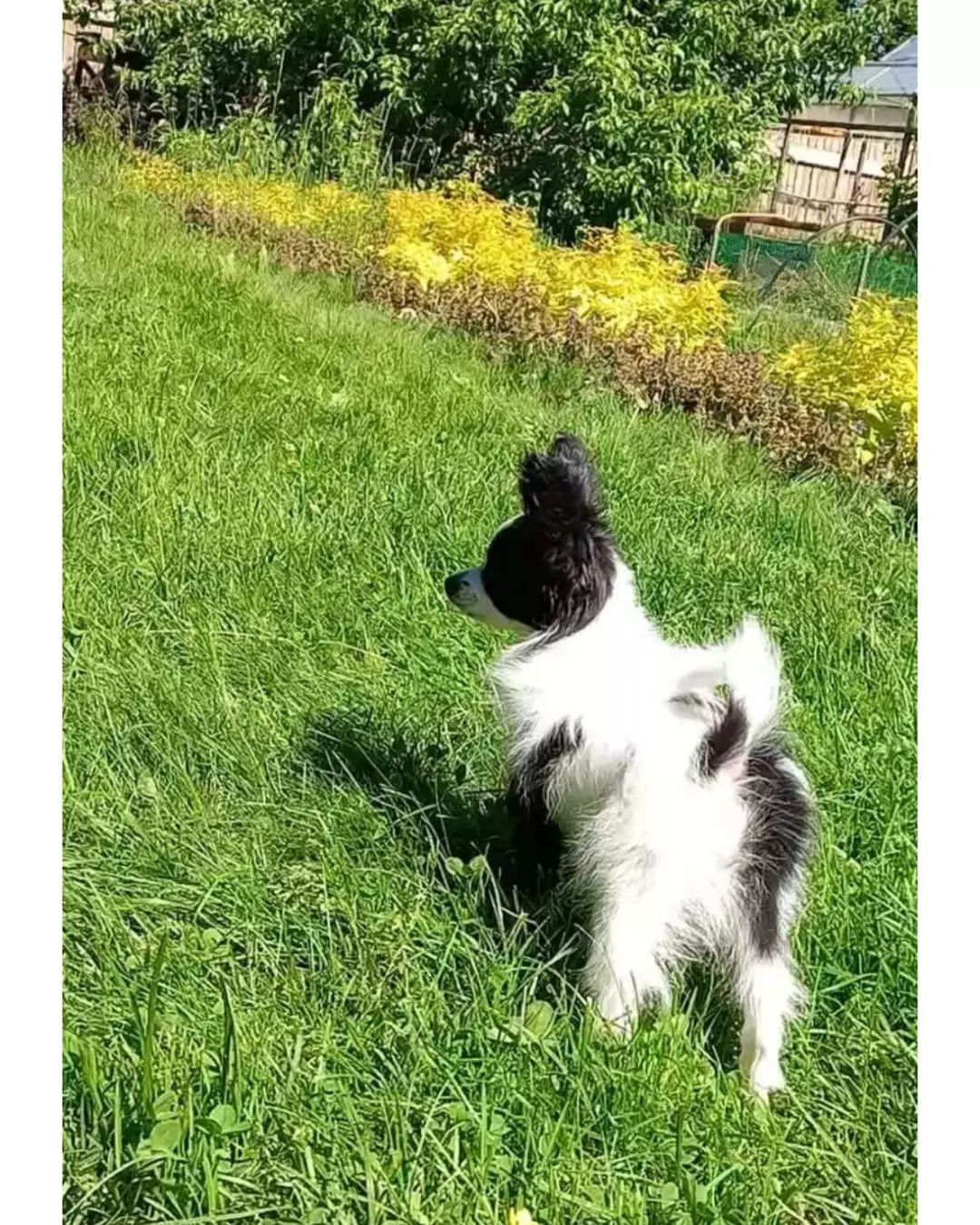 kennel_zvezda_moya в LOOKY — ПАНДА. (Звезда Моя ЭМИЛИ).
Что нового нам готовит этот день?