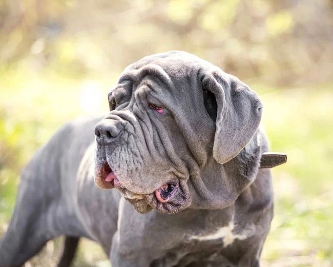 molosshelp.mastino в LOOKY — фото 7