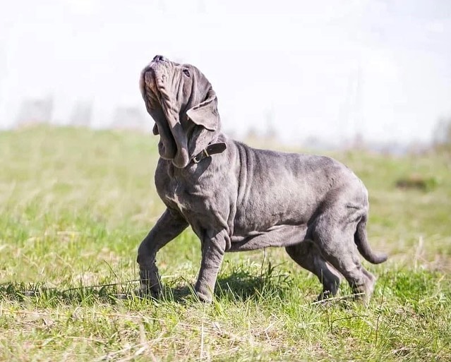 molosshelp.mastino в LOOKY — фото 10