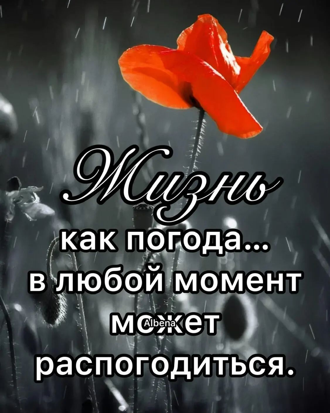 ludokkodul в LOOKY. . null