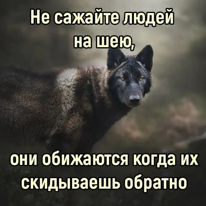 ludokkodul в LOOKY. . null